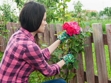 A woman with dark hair wearing a pink and black checked shirt and gardening gloves is tending to a flowering shrub with vibrant pink blooms in a backyard garden. She is holding a flower stem in her right hand and appears to be pruning or inspecting the plant. The garden features a wooden fence in the background, with lush green foliage and trees visible beyond it. The ground consists of grass and soil, with the plant positioned near the boundary of the garden. The weather appears to be mild and clear, providing good natural lighting for gardening activities. This outdoor space showcases typical residential landscaping elements such as a tidy fence and healthy plants, reflecting maintenance services offered by companies like Lawn Mowing Charlton in the Charlton area of London, supporting local gardening and lawn care efforts.