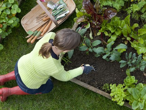 A person with brown hair tied back, wearing a bright yellow-green sweater, dark blue jeans, black gloves, and red waterproof boots, is kneeling on a well-maintained grassy lawn in a garden. They are tending to a raised wooden flower bed filled with dark, rich soil and a variety of leafy plants, some with broad green leaves and others with reddish-purple foliage. In the background, there are additional garden plants and shrubs, with natural daylight illuminating the scene. A wooden garden toolset and gardening gloves rest on a nearby surface, indicating active gardening work in a residential outdoor space, possibly within the Charlton area. The scene emphasizes careful planting and garden maintenance suitable for a professional gardening service like Lawn Mowing Charlton.